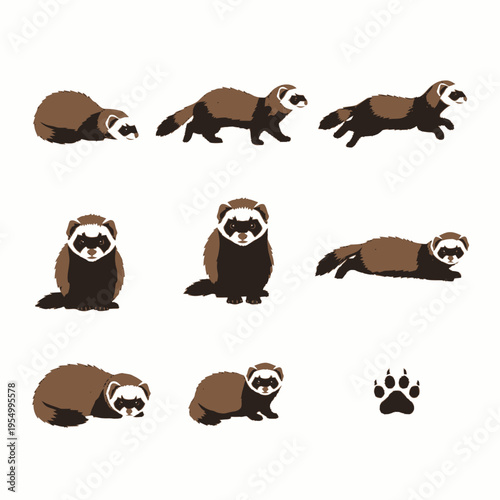 Set of eight ferret illustrations showing various poses including walking, running, sitting, and lying down, plus a black paw print icon, isolated on a white background.
