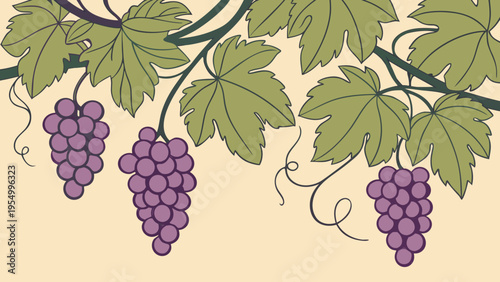Grapevine branches with purple grapes and green leaves, winery harvest illustration, rustic vineyard background
