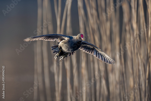 Moorhen bird flying in front of reed bed