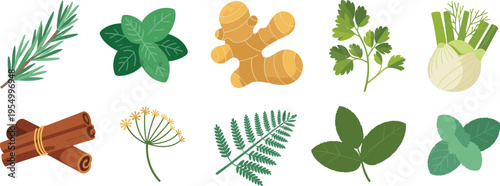 Flat vector collection of herbs and spices including rosemary basil ginger coriander fennel cinnamon dill leaves natural botanical elements