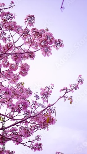 Blooming flowers sakura tree in spring video 4k.