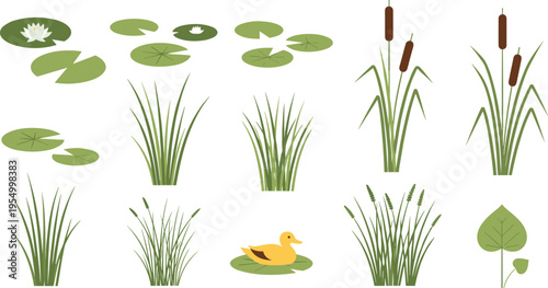 Pond nature vector illustration set featuring water lily pads, lotus flowers, cattails, marsh grass, swamp plants, and a cute yellow duck for wetland ecosystem designs.
