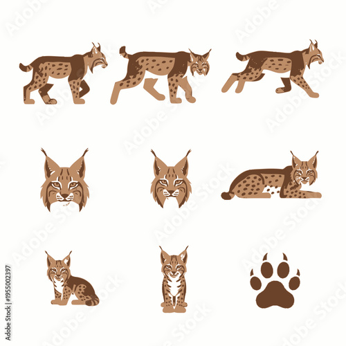Vector illustration set of a lynx in multiple poses including walking, running, sitting, and lying down, featuring detailed head portraits and a predator paw print icon.
