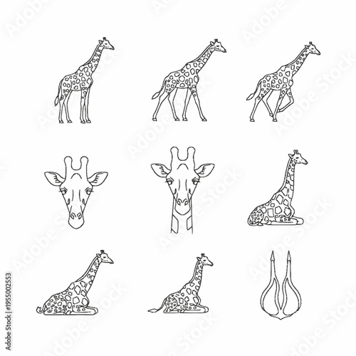 Set of giraffe line art icons featuring standing, walking, running, and sitting poses, front-facing head portraits, and a hoof print, minimal black outline vector graphics on white.
