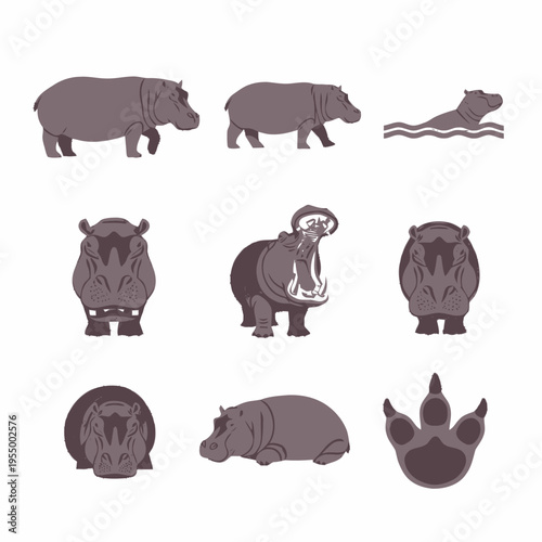 Vector collection of hippopotamus illustrations featuring various poses such as walking, swimming, yawning with mouth open, and lying down, including a footprint icon on white.