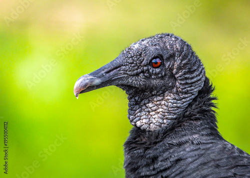 portrait of a black vulture on christmas eve day 2025