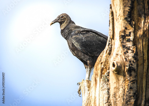 Sharp eyed vulture on a dead tree searching for dead thing to eat