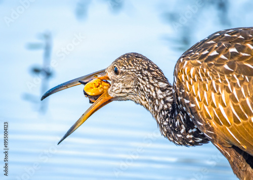 Limpkin snacking on what I think is a Island Apple Snail at Cullinan Park in Sugar Land, Texas