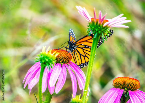 Monarch on Purple Cone Flowers in Cullinan Park in Sugar Land, Texas