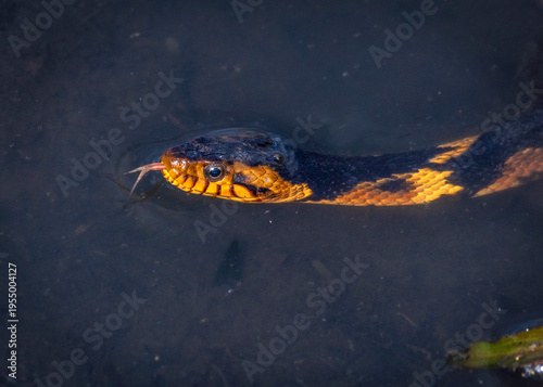 Banded Watersnake swimming in the lake at Cullinan Park in Sugar Land, Texas