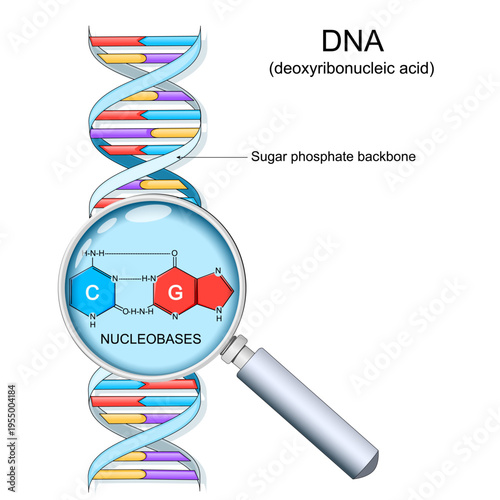DNA base pairs structure