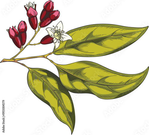 Sandalwood branch, hand-drawn watercolor sketch with green leaves and red flowers.