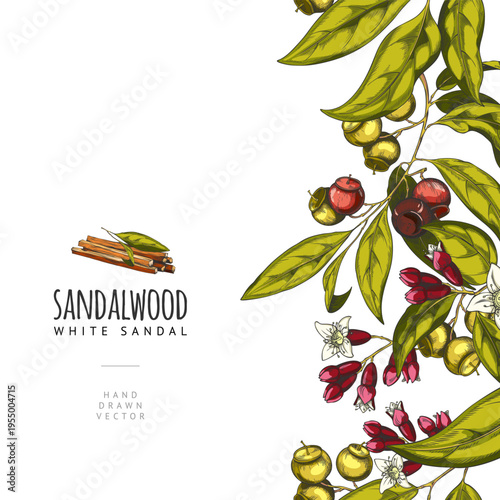 Sandalwood tree branch with leaves, flowers and seeds, vector sketch seamless border, cosmetics and perfume ingredient