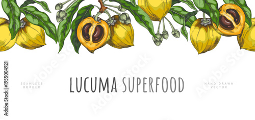 Lucuma branch with fruits and leaves vector sketch seamless border, orange fresh ripe eggfruit farm harvest superfood
