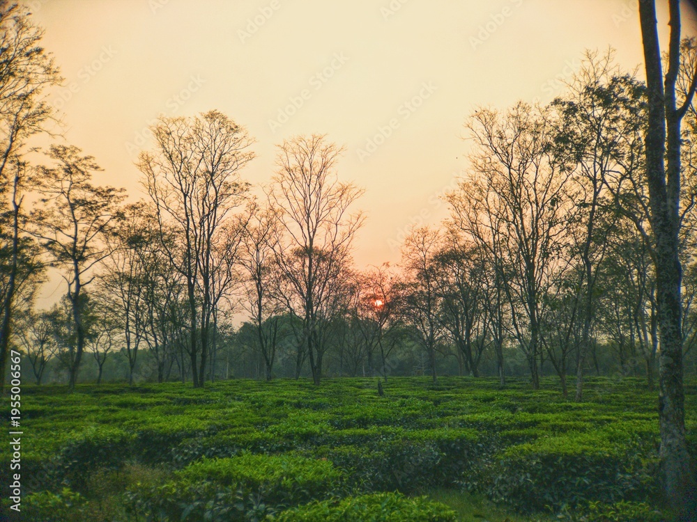 Fototapeta premium Tea Garden