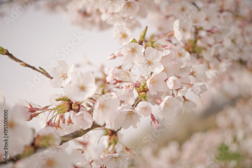 pink cherry blossom with selective focus 