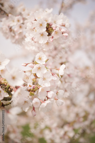 cherry tree blossom selective focus 