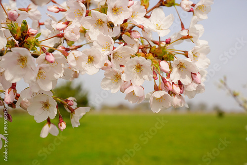 pink cherry blossom flower in spring 
