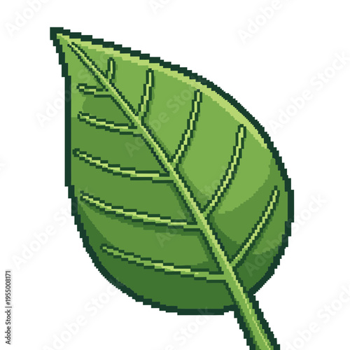 Green leaf with stem and veins.