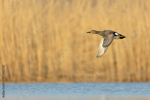 Male Gadwall (Mareca strepera) in flight over a lake during golden hour. Professional bird in flight wildlife photography.