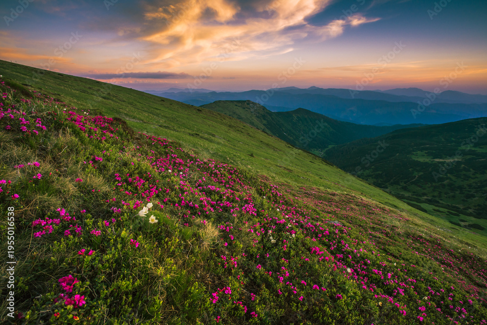 Obraz premium blooming red pink rhododendrons flowers, spectacular morning dawn scene in mountains...exclusive - this image is sell only on Adobe stock 
