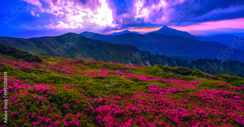 picturesque  blooming red pink rhododendrons flowers, spectacular morning dawn scene in mountains...exclusive - this image is sell only on Adobe stock	