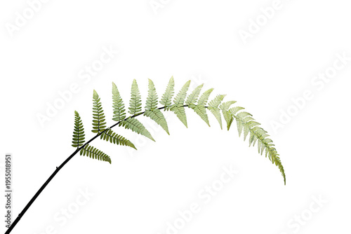 Green fern frond isolated on transparent background illustrating natural fresh foliage and botanical elements