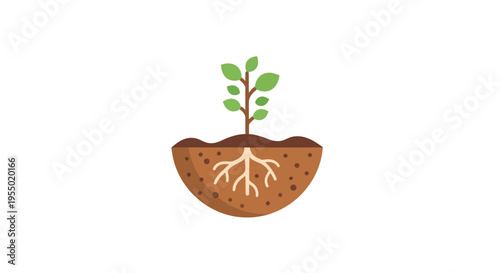 Small plant with visible roots growing.