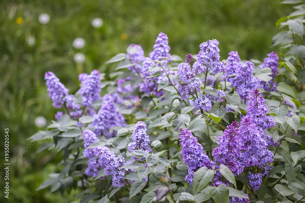 Obraz premium Syringa vulgaris flowers blooming in shades of purple. Perfect for fragrant spring visuals, garden designs, and botanical content.