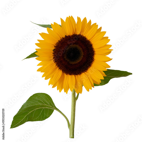 Bright yellow sunflower with a dark center and green leaf on a clean white ba...