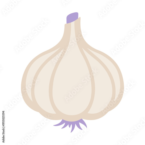 Garlic bulb illustration for healthy cooking and culinary ingredient in flat design