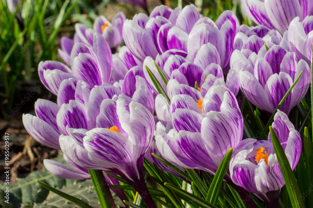 Obraz premium Vibrant purple-and-white crocuses in bloom ? close-up view, sunny spring day, floral elegance