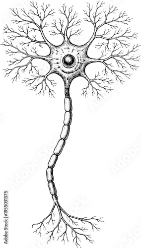 Vintage Anatomical Illustration of Neuron Cell Engraving Style