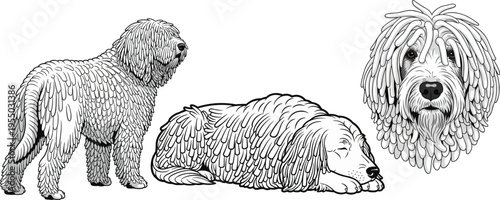 Komondor dog lying down sleeping headshot standing pose set
