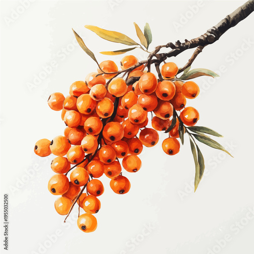 watercolor of Sea Buckthorn illustration, isolated on a white background.