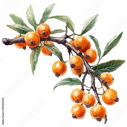 Sea Buckthorn, illustration watercolor artwork with subtle gradients and elegant contours, isolated on a white background.