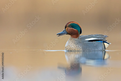 Foto Male Common Teal (Anas crecca) with open beak swimming on a golden lake