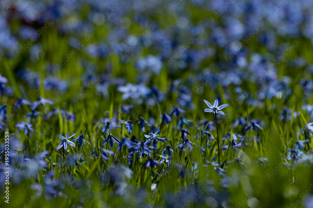 Fototapeta premium blue flowering Siberian squill (Scilla siberica) in early spring