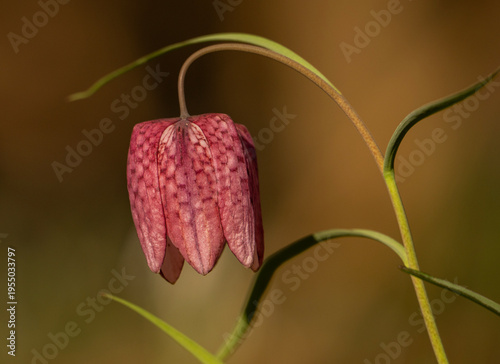 Chess flower in the warm and gentle spring light in the forest
