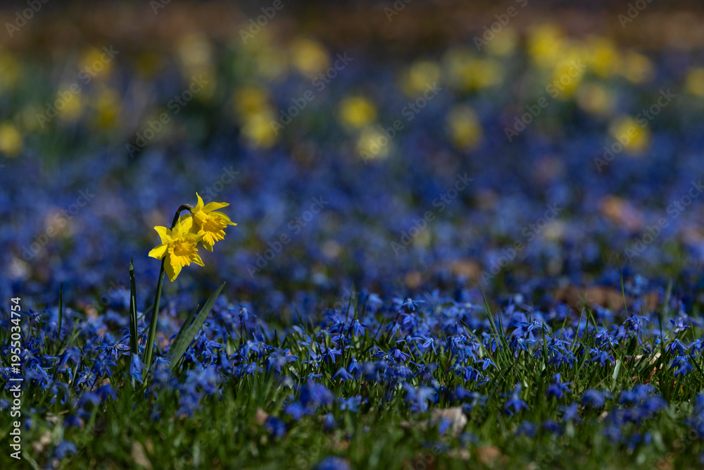 Fototapeta premium yellow flowering wild daffodil or lent lily (narcissus pseudonarcissus) between blue flowering Siberian squill (Scilla siberica) in early spring