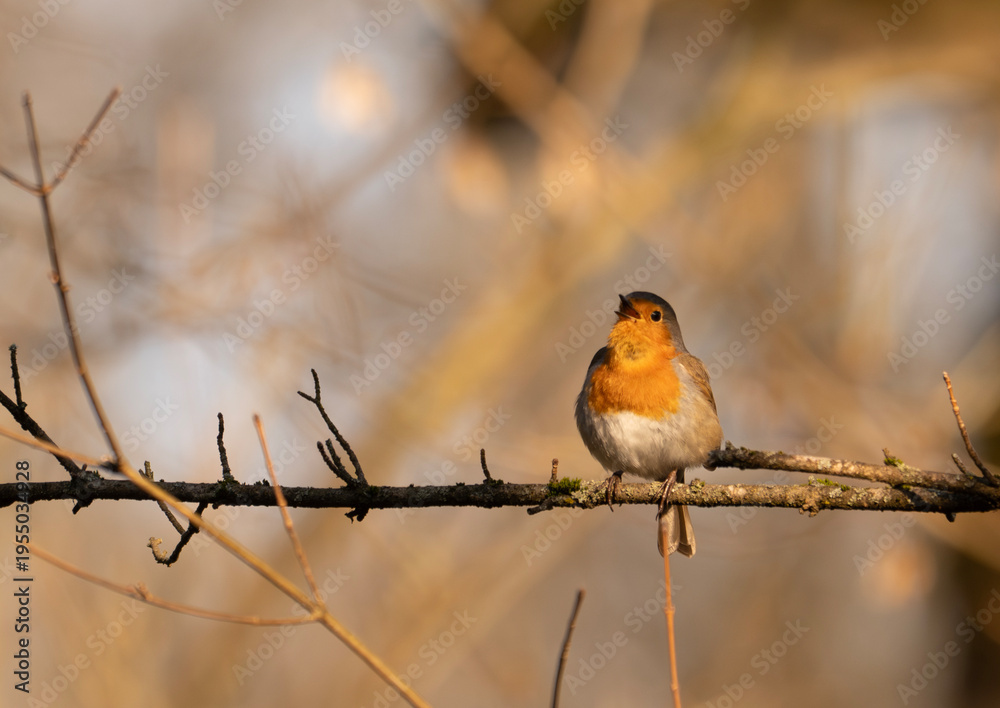 Obraz premium European robin singing on spring mornings in the forest