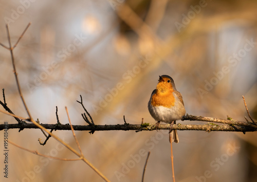 European robin singing on spring mornings in the forest