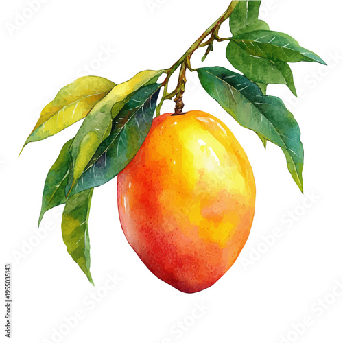 Mango, refined watercolor illustration with luminous tones and soft layered brushwork, isolated on a white background.