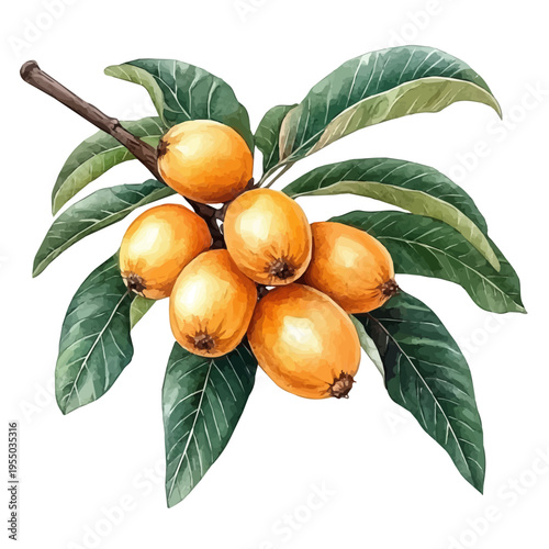 Canvastavla watercolor of Loquat illustration, isolated on a white background