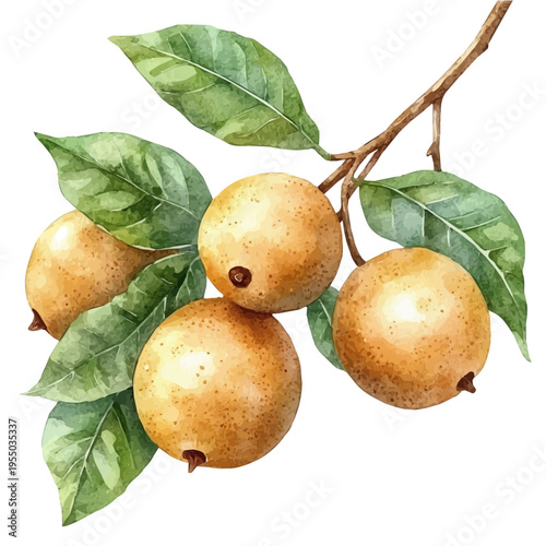 Longan, watercolor with intricate brush textures and gentle highlights, isolated on a white background.