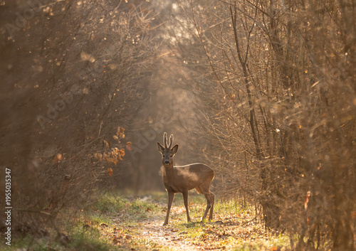 Roe deer in the morning backlight with visible breath in the cold air