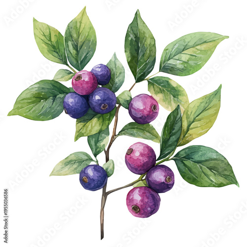 Huckleberry, illustration watercolor artwork with subtle gradients and elegant contours, isolated on a white background.