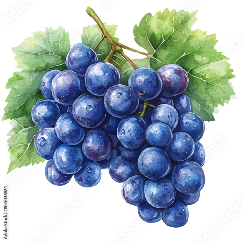 Grape, refined watercolor illustration with luminous tones and soft layered brushwork, isolated on a white background.