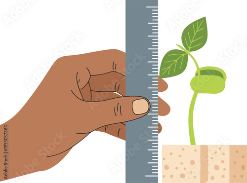 A hand measures a growing plant alongside a ruler, showcasing plant growth science.  Bright, clean illustration for science fair projects.  Focus on growth and measurement.