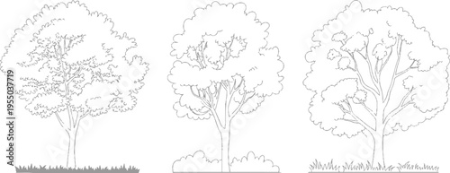 Three line deciduous trees with detailed branches and foliage shown with grass and bushes